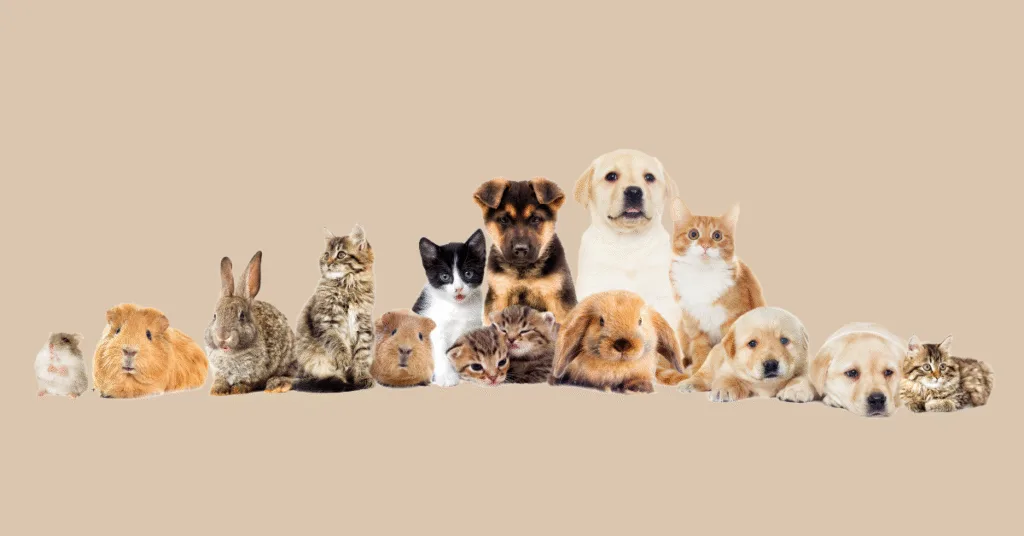 Como Criar uma Rotina de Saúde Pet e Garantir Mais Qualidade de Vida